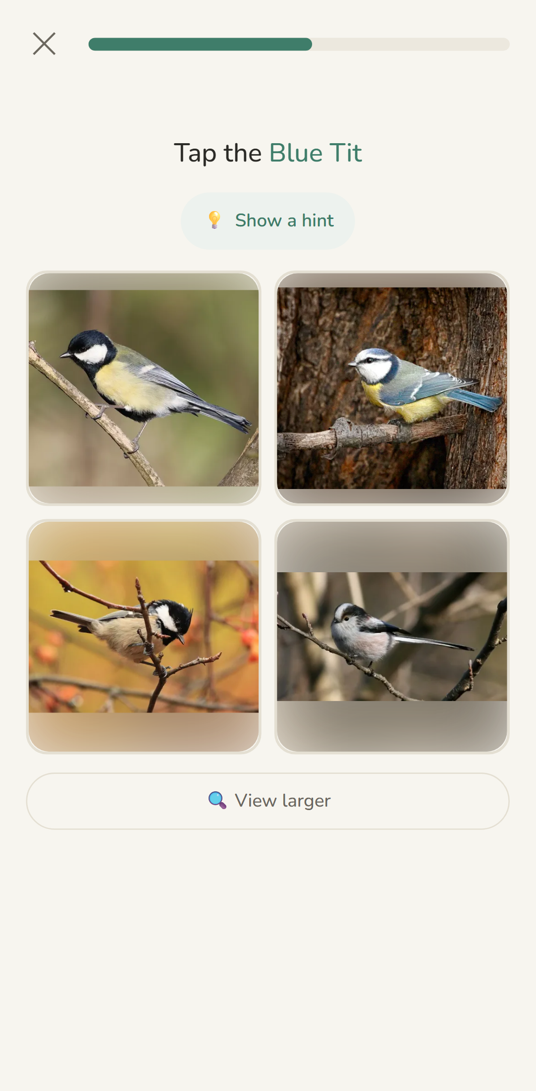 Learn Birds quiz. Tap the Blue Tit from a grid of similar tit photos